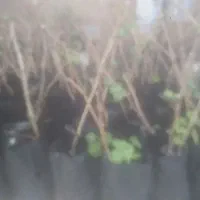 انواع نهال گلدانی انگور کلی جز عی با قیمت مناسب