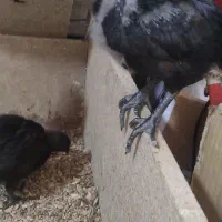 جوجه ایام سومانی