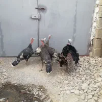 بوقلمون بالغ