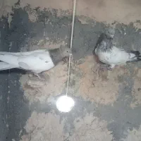 کفتر قلدر