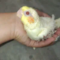 جوجه عروس هلندی