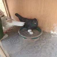 کفتر زاغ باخت دادم جلد نبود جوجه داره