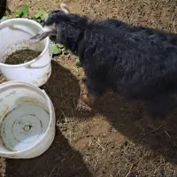بز غاله
