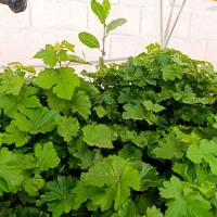 نهال انگور اتم رویال، بلک سیلدس،ترکمن4،انجیرگلابی