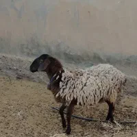 بز سانن