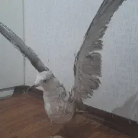 ماکت مرغ دریایی تزعینی