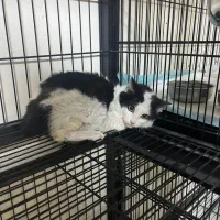 واگذاری گربه