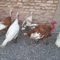 بوقلمون نرو ماده