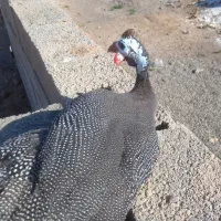 مرغ شاخدار بالغ و جوجه