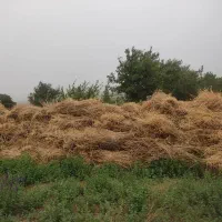 یونجه