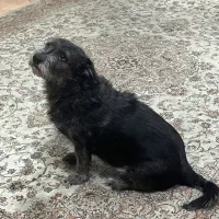 واگذاری رایگان شیتزو تریر