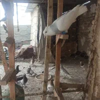 کفتر|پرنده|شیراز, کیان شهر|دیوار