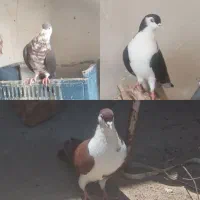 ماده افشون و جفت نر کلاغ