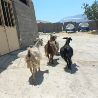 چهار بز جوان و چاق هیکلی و بزرگ داشتی و گوشتی
