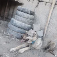 سگ سرابی