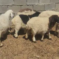 سه تا میش جوان بره دار