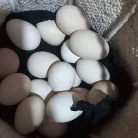تخم مرغ