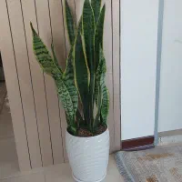 گل و گلدان آپارتمانی