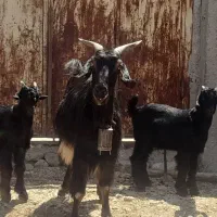 دوراس بز دوقلو ترکی ویه راس بز دوقلو پاکستانی