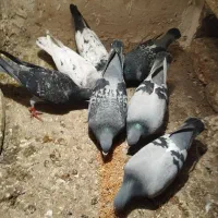 کبوتر‌پلاکی