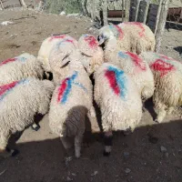 بره شیر|حیوانات مزرعه|جیرفت, |دیوار