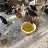 مرغ و خروس
