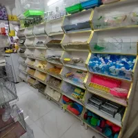 فروشگاه طوطی کوکاتیل