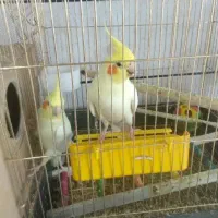 باجوجه عروس