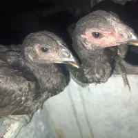 جوجه لاری