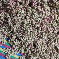 پسته تازه فروشی فقط تا فردا