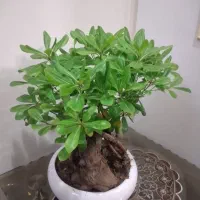 کتاب (بونسای ورق بزنین)