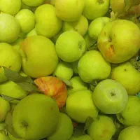 سیب گلاب درختی خوشمزه