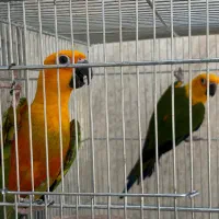خورشیدی|پرنده|یزد, |دیوار