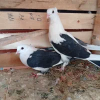 کبوتر