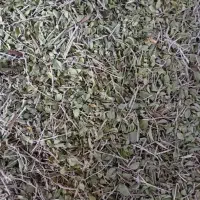 آویشن کوهی پهن برگ