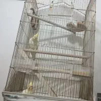 عروس هلندی جفت با قفس و همه چیز|پرنده|قزوین, |دیوار