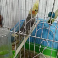 پرنده