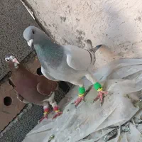 چند جفت نروماده آلمانی