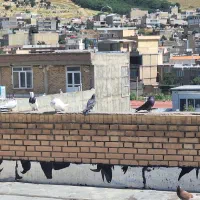 کبوتر پرشی زیبا
