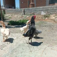 کوشامو ریزجثه (لاری مینیاتوری)