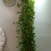 گل پتوس