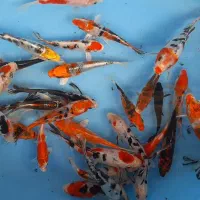 کوی ۳بند و ۴بند با رنگبندی عالی