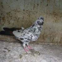 کفتر جفت
