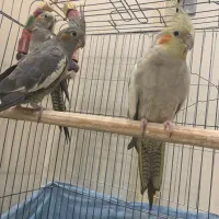 عروس هلندی ماده و نر