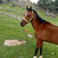 اسب سرقت شده