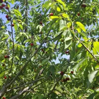 گیلاس|خوردنی و آشامیدنی|آشخانه, |دیوار