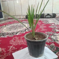 نخل خرما (آپارتمانی)