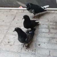 باسلام یک جفت نر وماده با۴جوجه فروشی