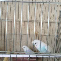 جفت مرغ عشق