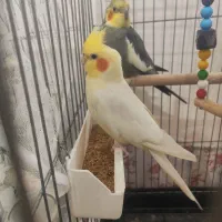 عروس هلندی جفت